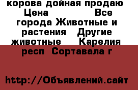 корова дойная продаю › Цена ­ 100 000 - Все города Животные и растения » Другие животные   . Карелия респ.,Сортавала г.